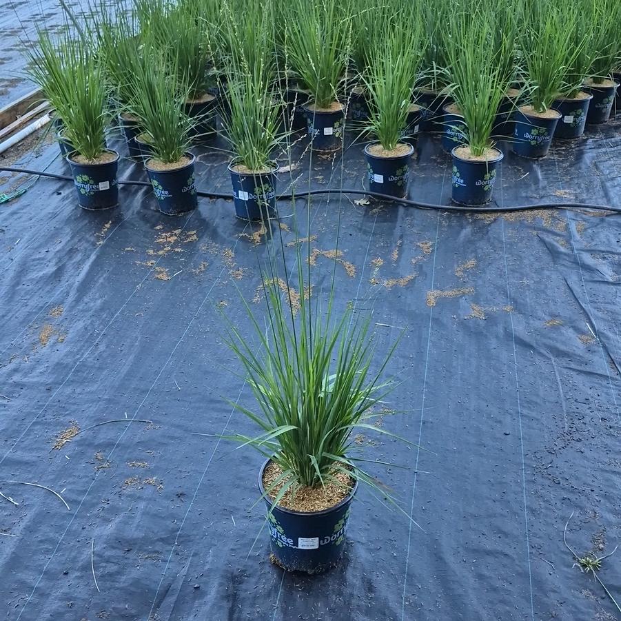 Molinia Mist in Motion