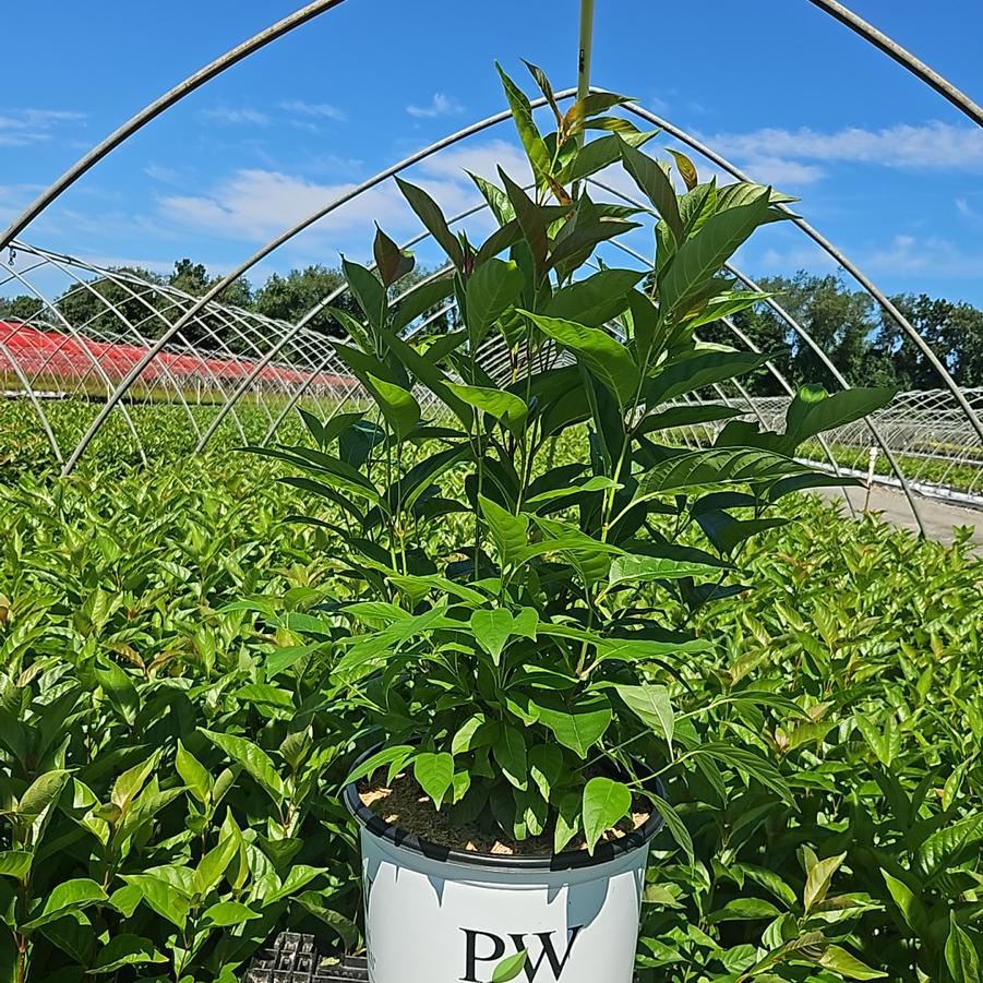Cephalanthus occidentalis Sugar Shack® 2.0
