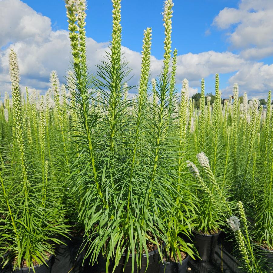 Liatris spicata 'Floristan White'