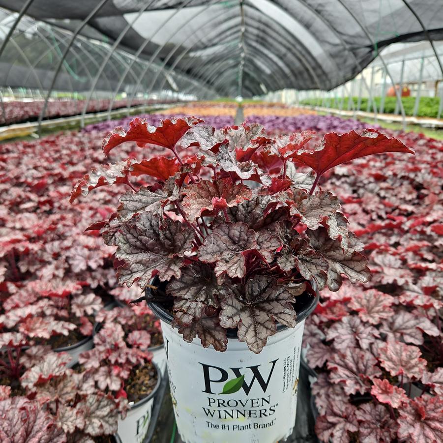 Heuchera hybrid Dressed Up® 'Prom Dress'