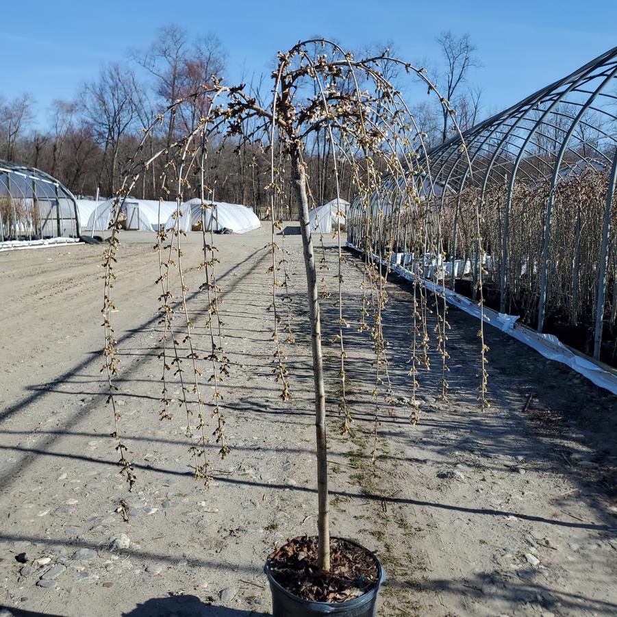 Prunus X Snow Fountains®