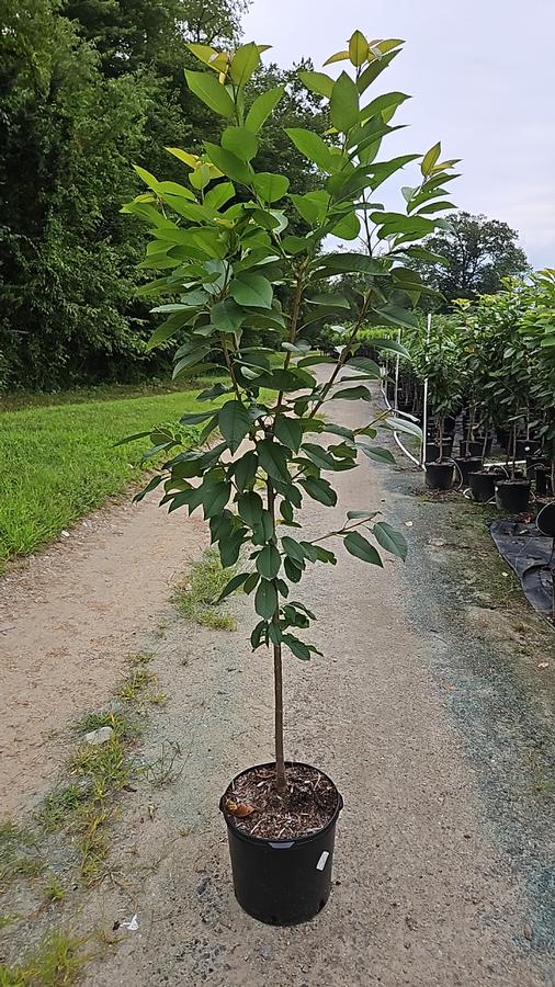 Prunus 'Rainier'