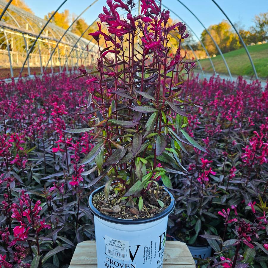 Lobelia Flutterjoy&trade; 'Neon Nights'