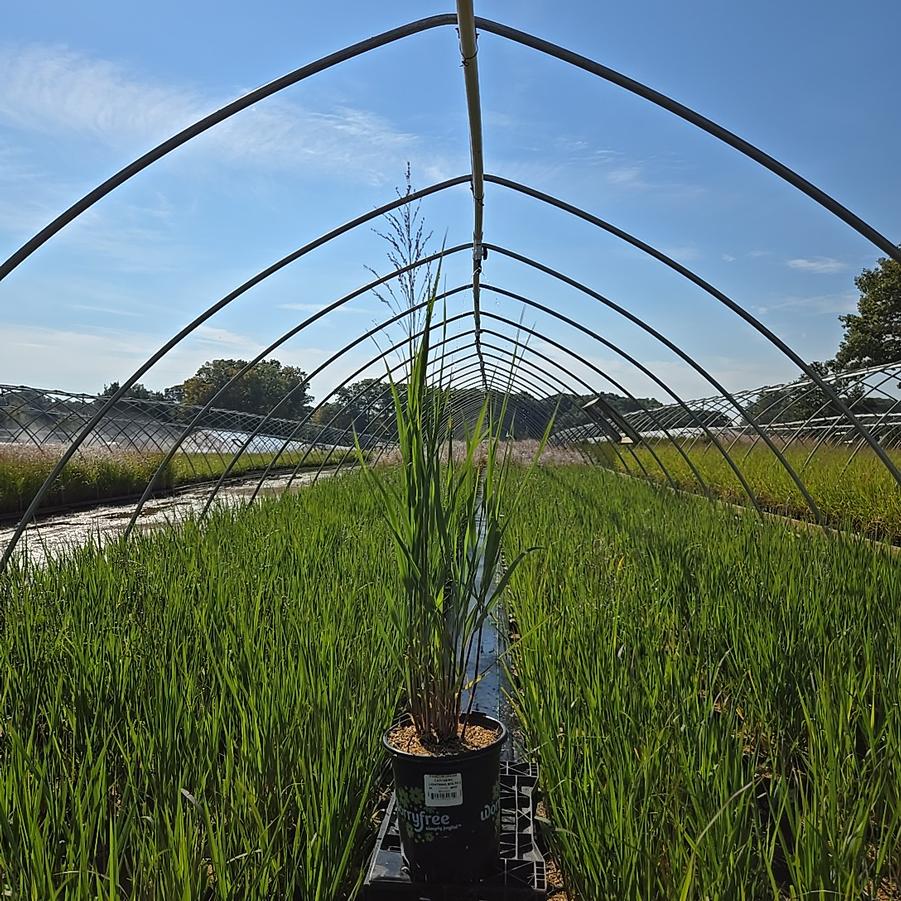 Panicum virgatum Dream Catcher® Lightning Bolt®