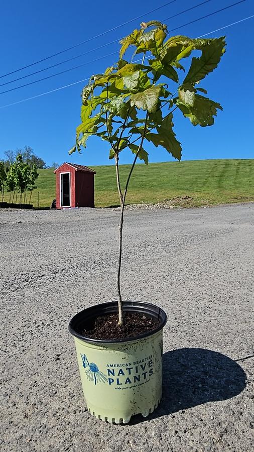 Quercus bicolor 