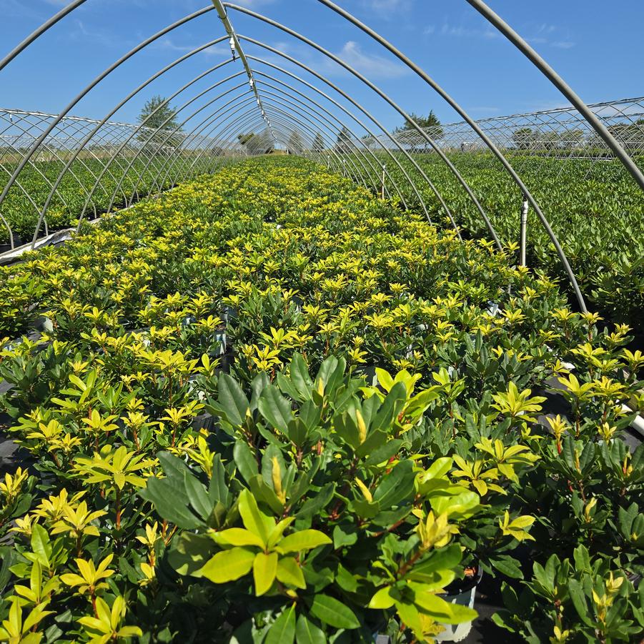 Rhododendron maximum Independence
