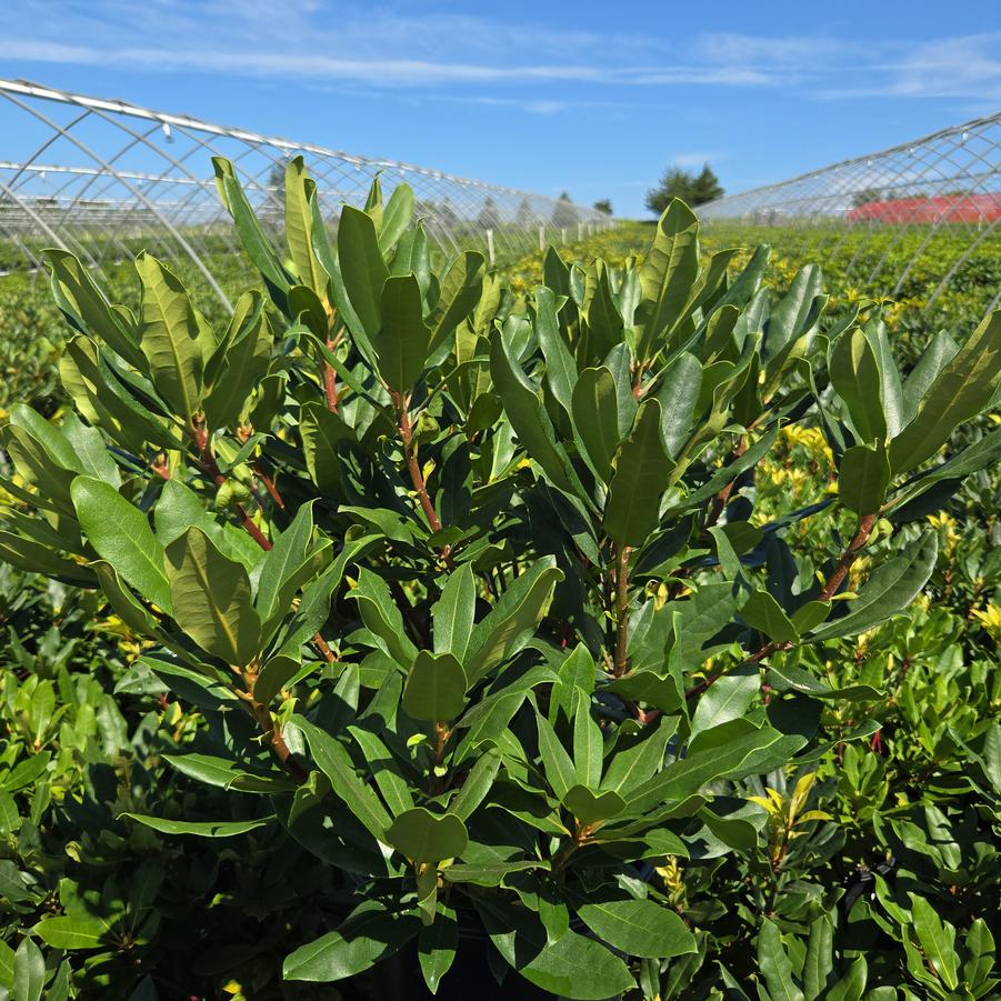 Rhododendron maximum Roseum