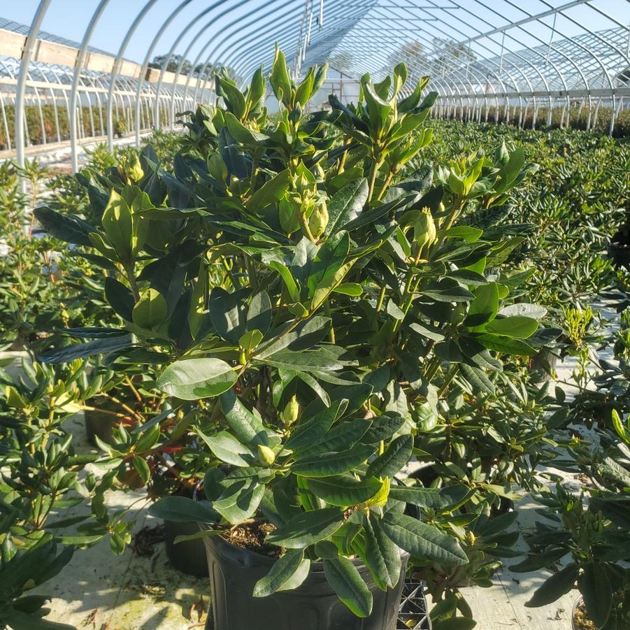 Rhododendron cat. Lee's Dark Purple