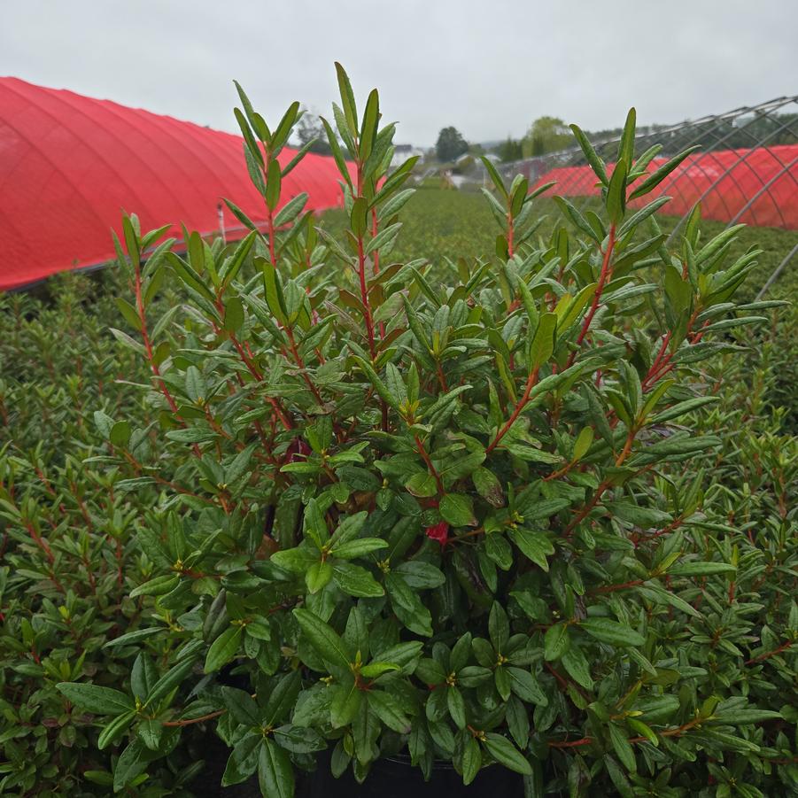 Rhododendron Landmark