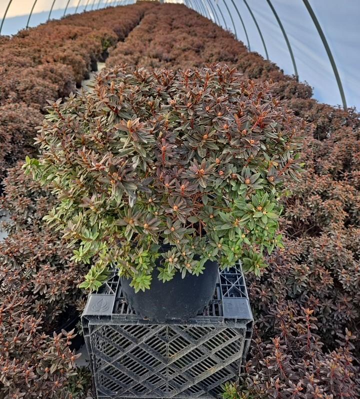 Rhododendron X 'Purple Gem'