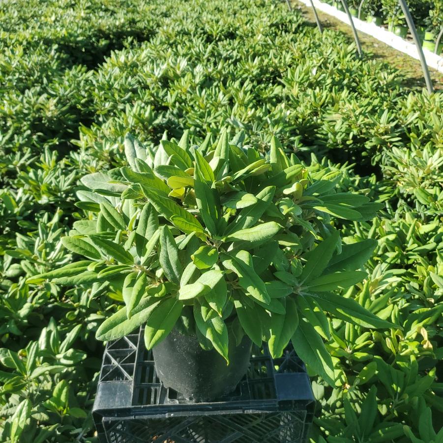 Rhododendron yak. Prince
