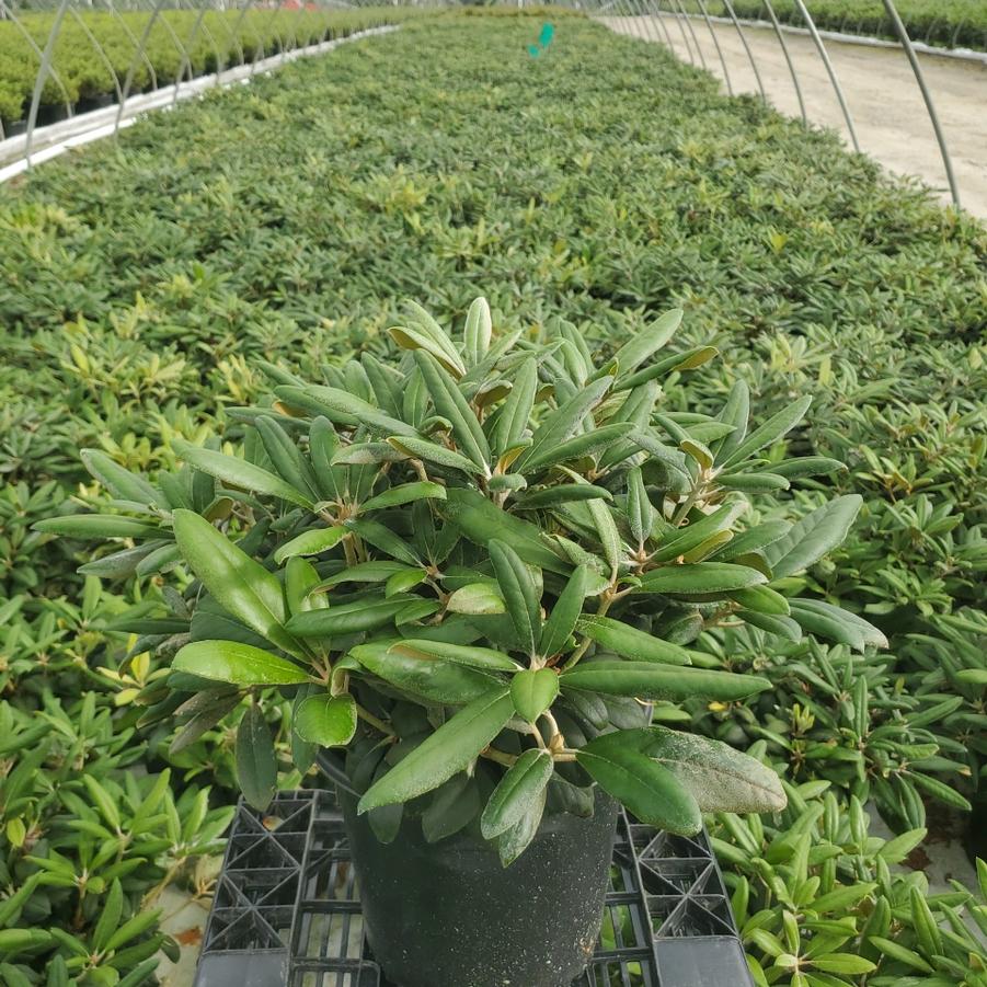 Rhododendron yak. Princess