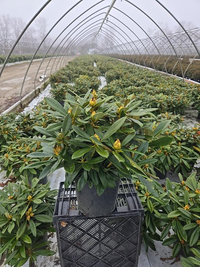 Rhododendron Mardi Gras