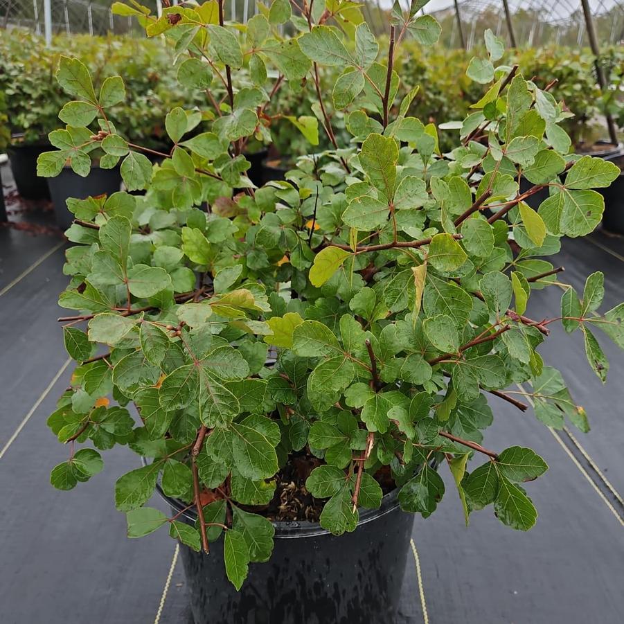 Rhus aromatica Gro-Low