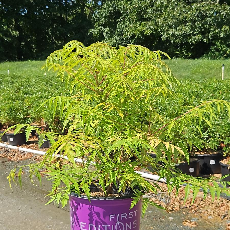 Rhus typhina Tiger Eyes®