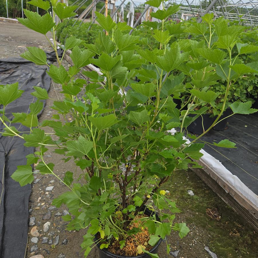 Ribes rubrum 'Red Lake'