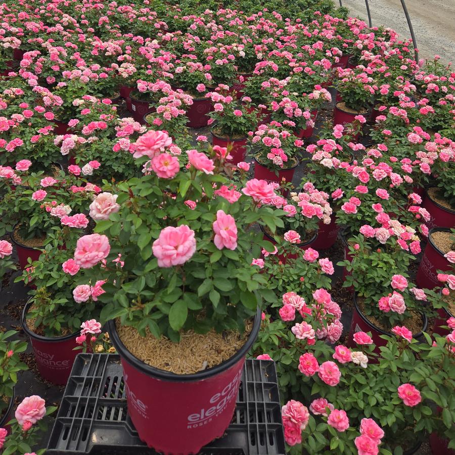 Rosa Easy Elegance® Pinktopia
