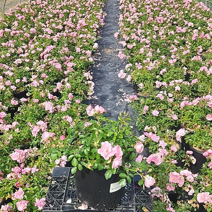Rosa Flower Carpet Apple Blossom