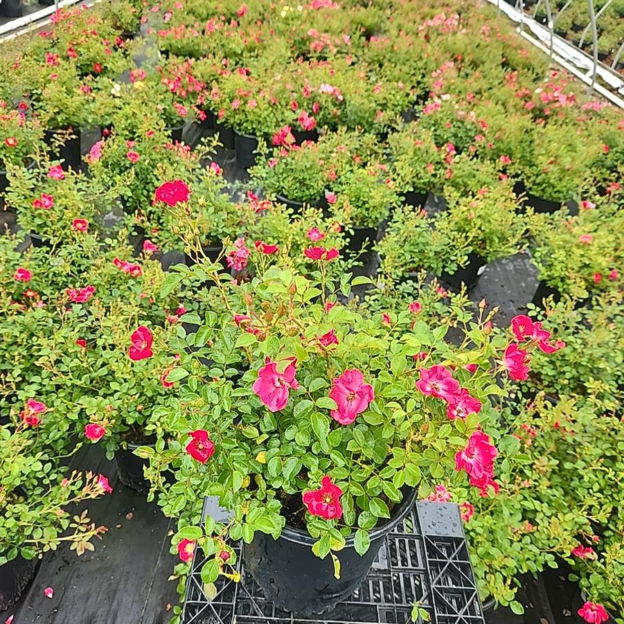 Rosa Flower Carpet- Red