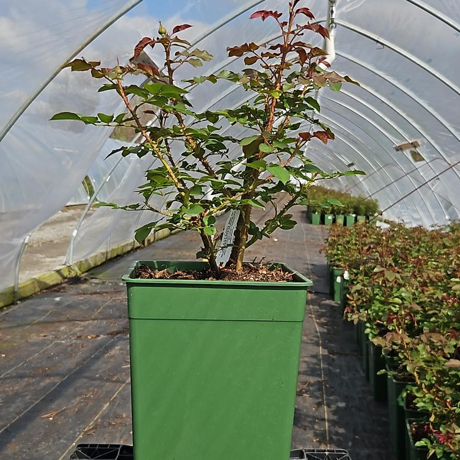 Rosa Munstead Wood