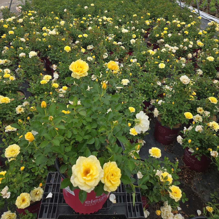 Rosa Easy Elegance® Yellow Submarine