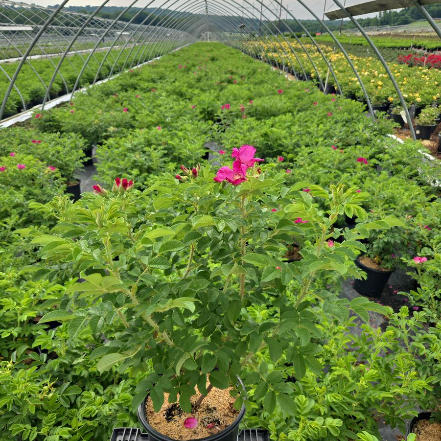 Rosa rugosa 