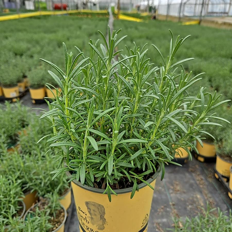 Rosmarinus officinalis 'Arp'