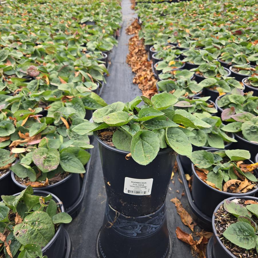 Rudbeckia fulgida var. sullivantii 'Goldsturm'