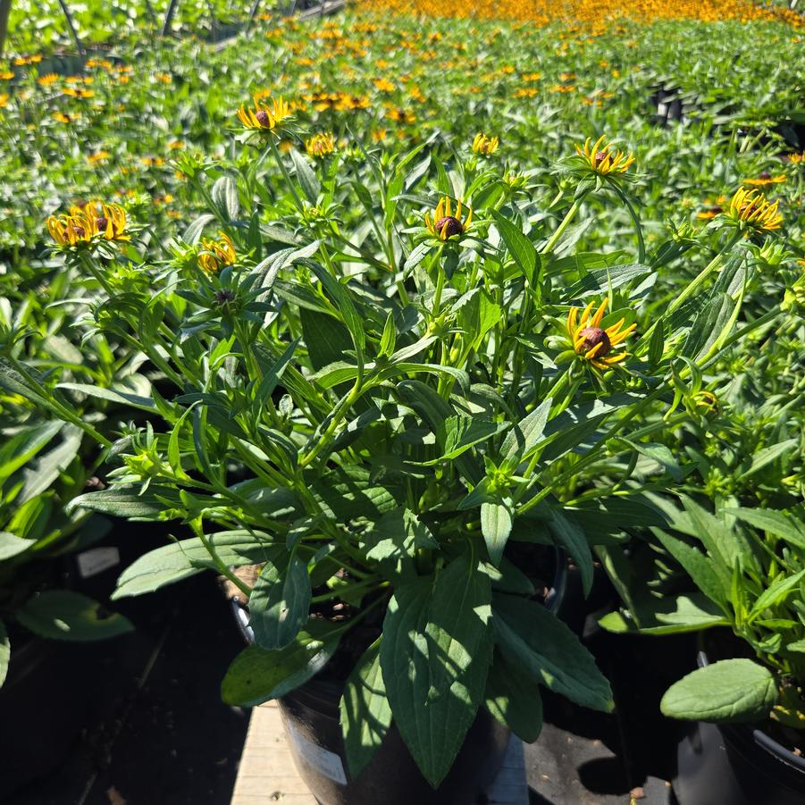 Rudbeckia fulgida var. sullivantii 'Little Goldstar'