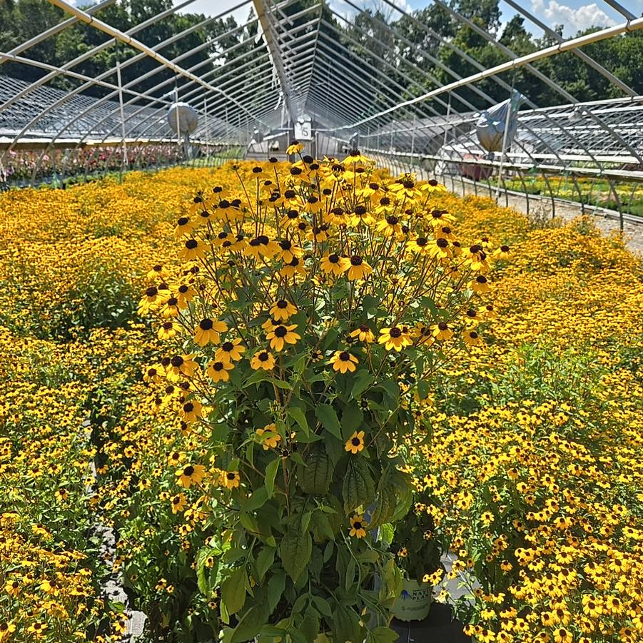 Rudbeckia triloba 