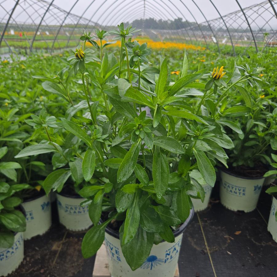 Rudbeckia var. fulgida 