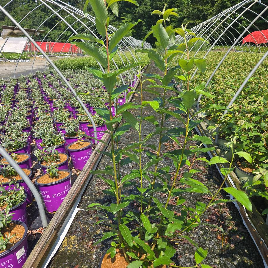 Salix discolor 