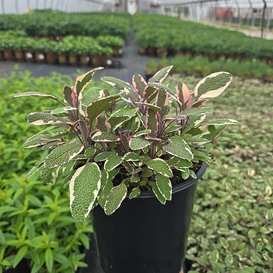 Salvia officinalis 'Tricolor'