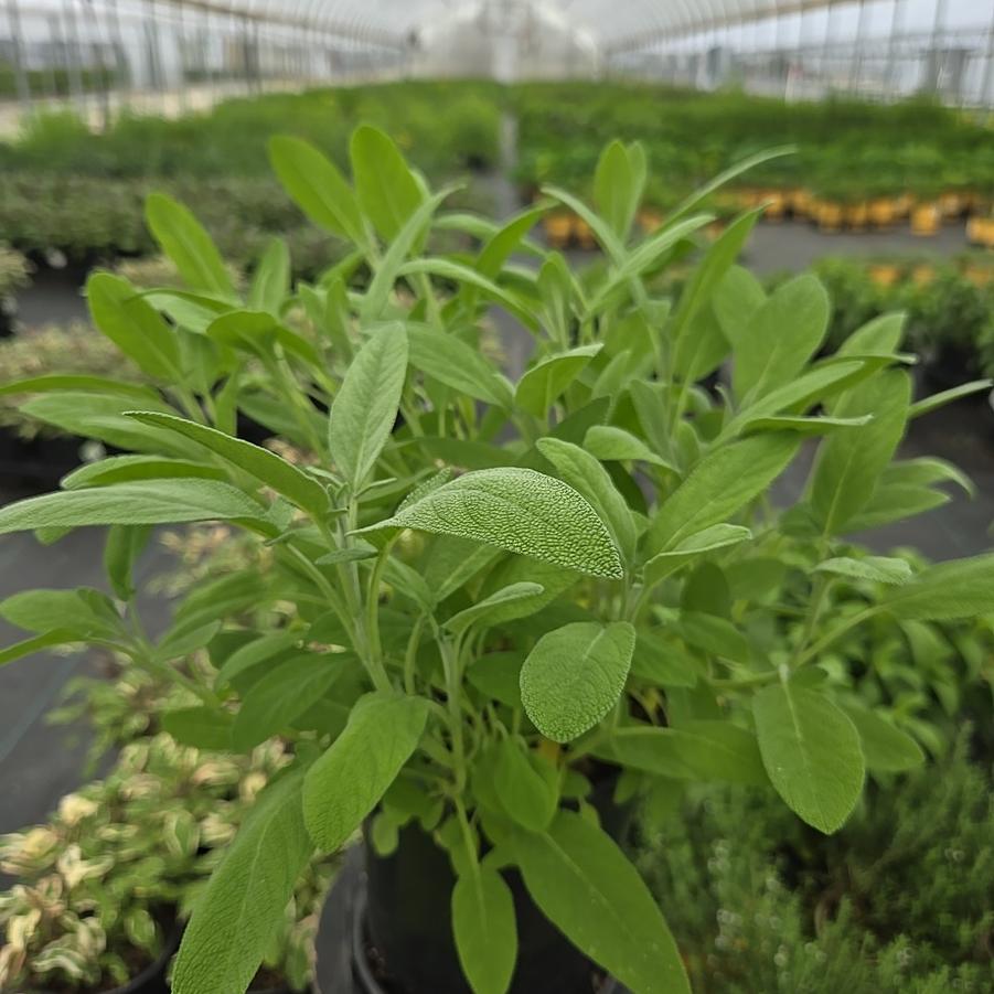 Salvia officinalis 