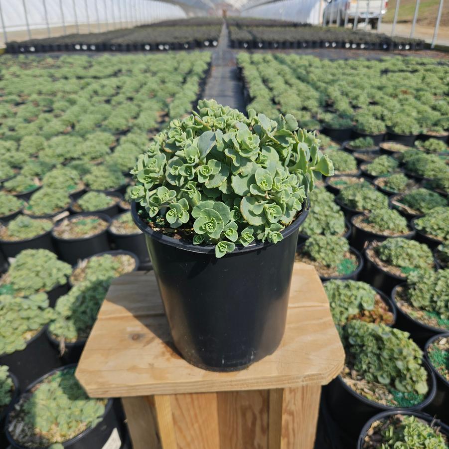 Sedum sieboldii 