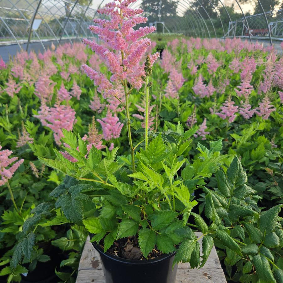 Astilbe chinensis 'Visions in Pink'