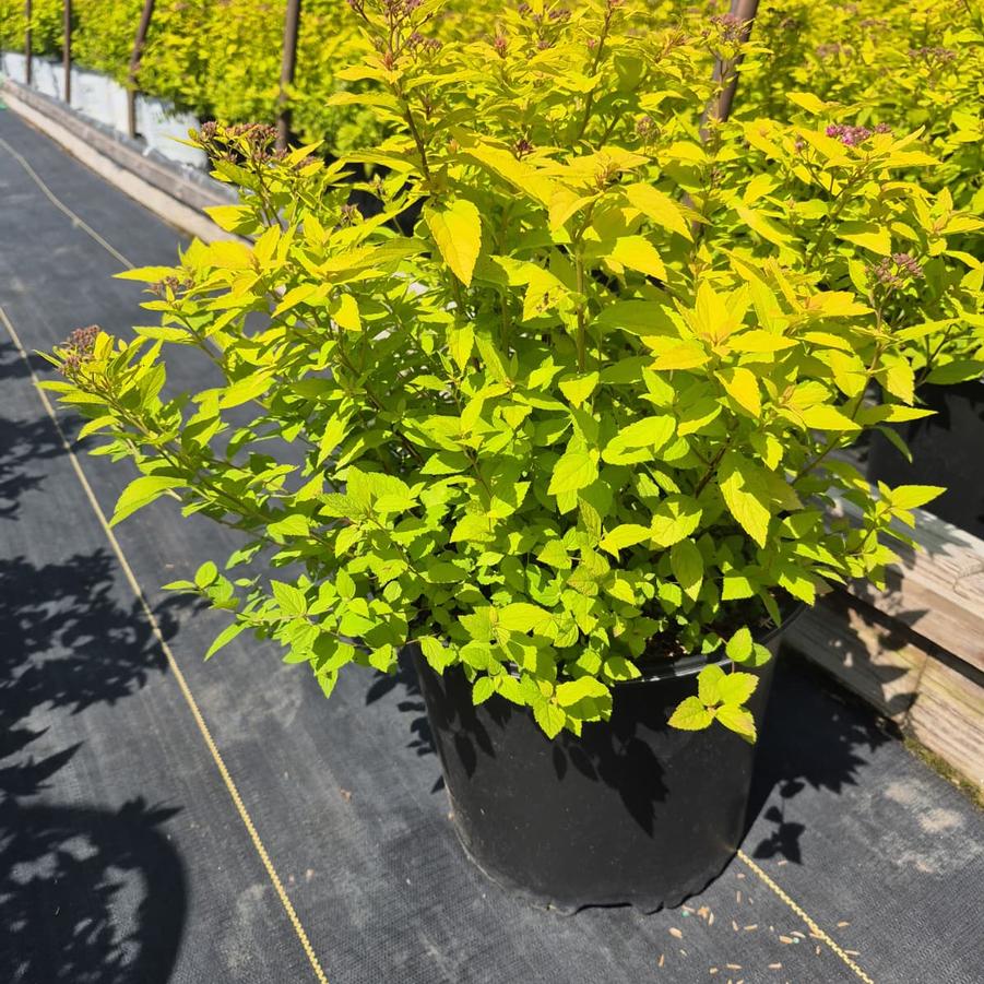 Spiraea bumalda 'Goldmound'