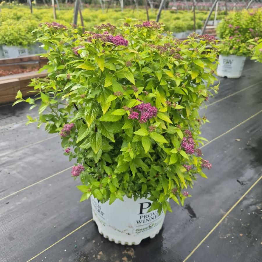 Spiraea japonica Double Play® Gold