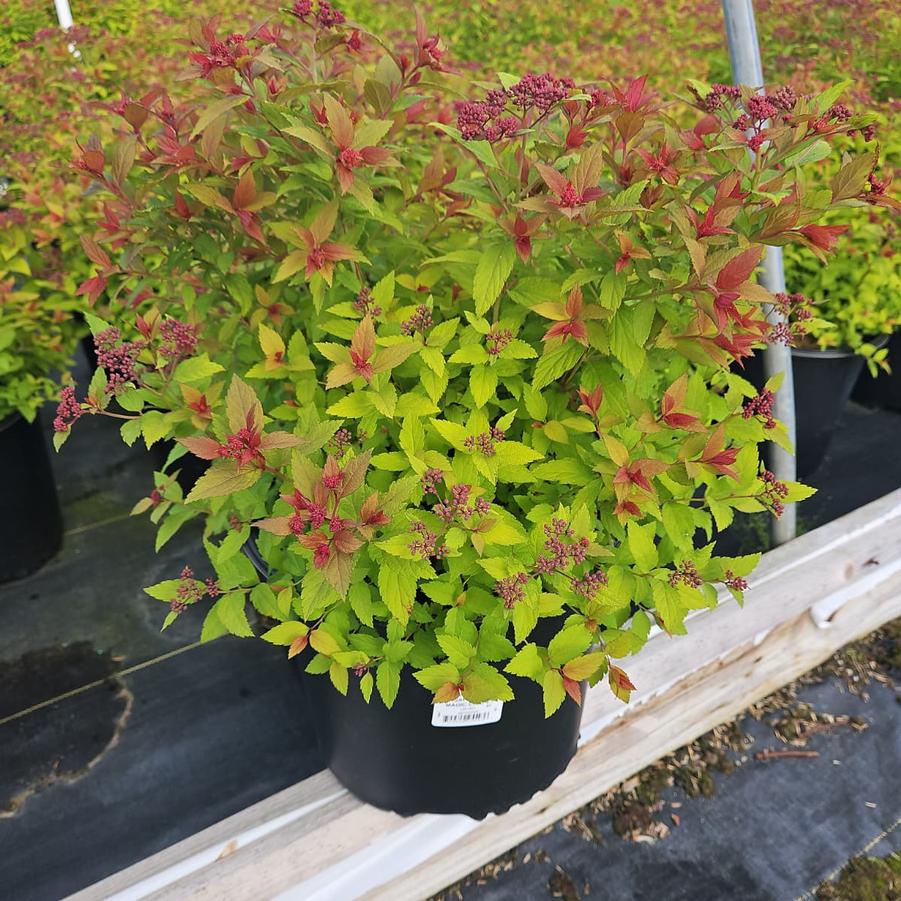 Spiraea japonica 'Magic Carpet'