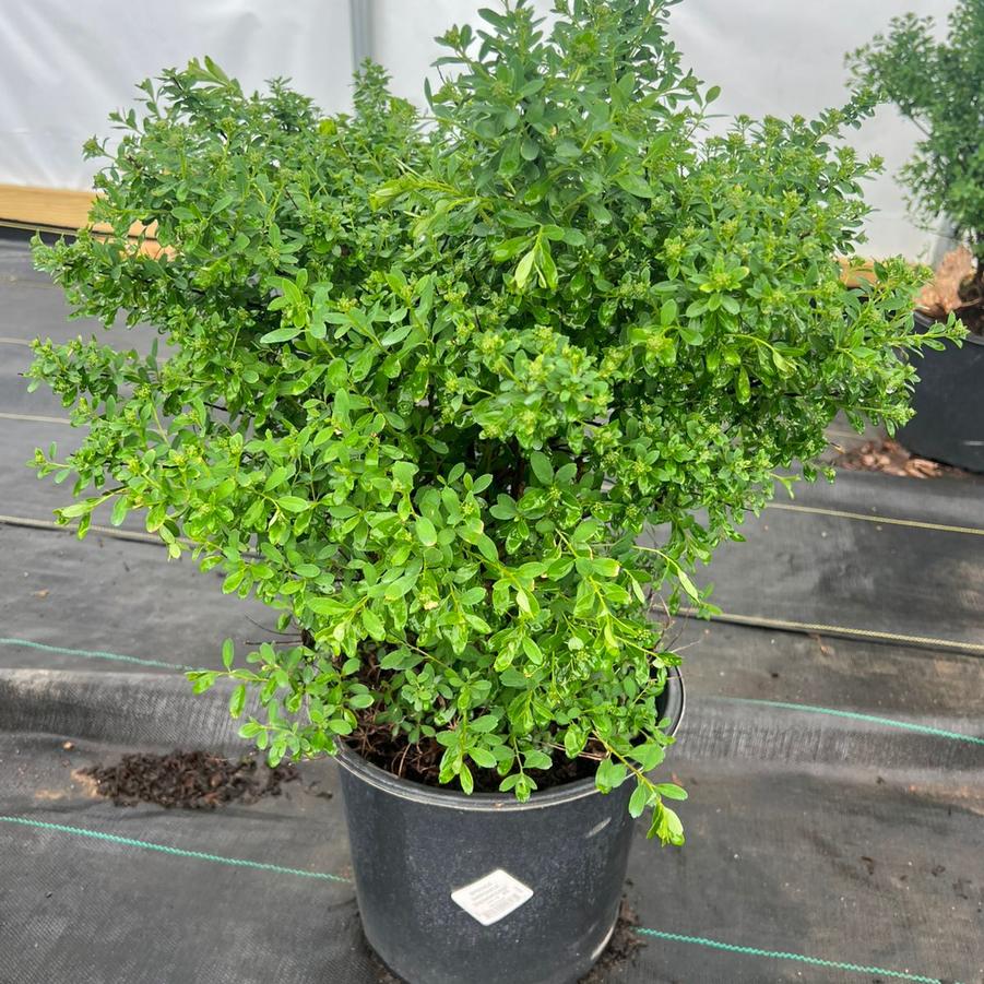 Spiraea nipponica 'Snowmound'