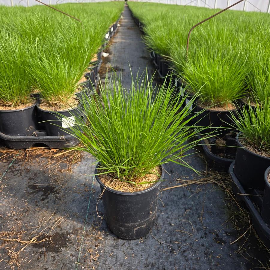 Sporobolus heterolepis 