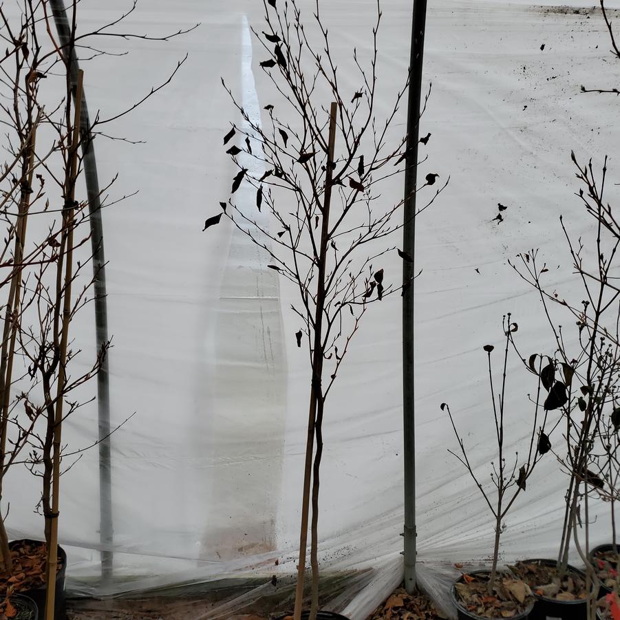 Stewartia pseudocamellia 