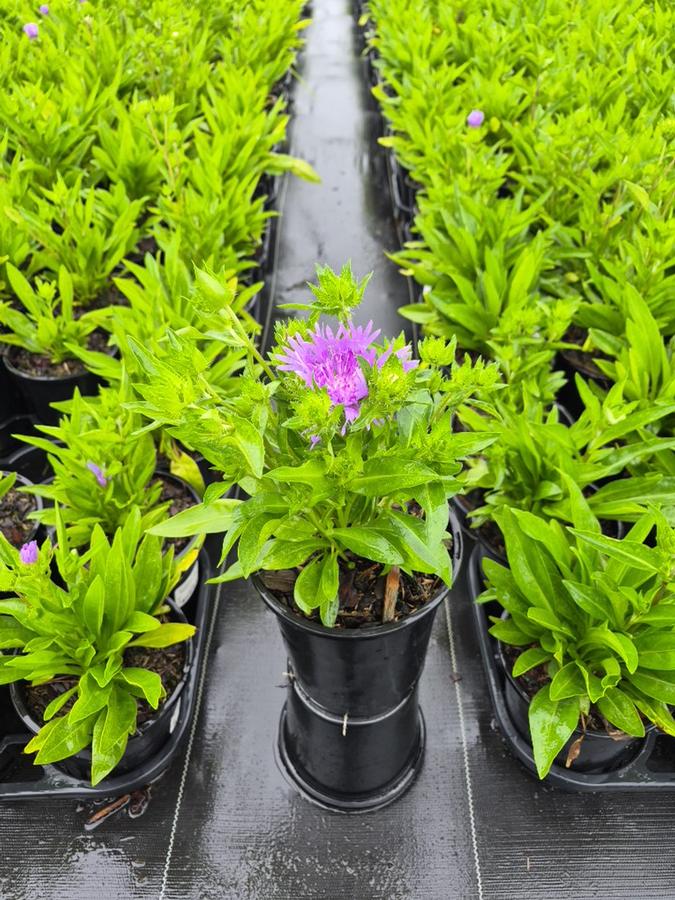 Stokesia laevis 'Peachies Pick'