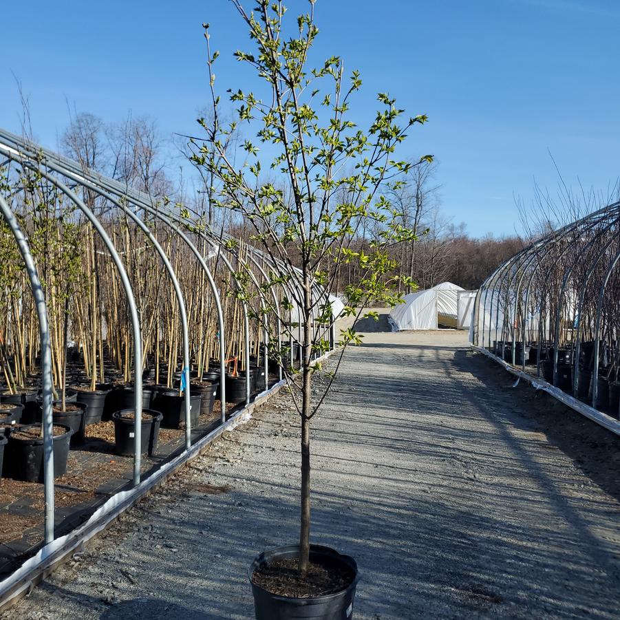 Syringa reticulata Ivory Silk - Tree Form