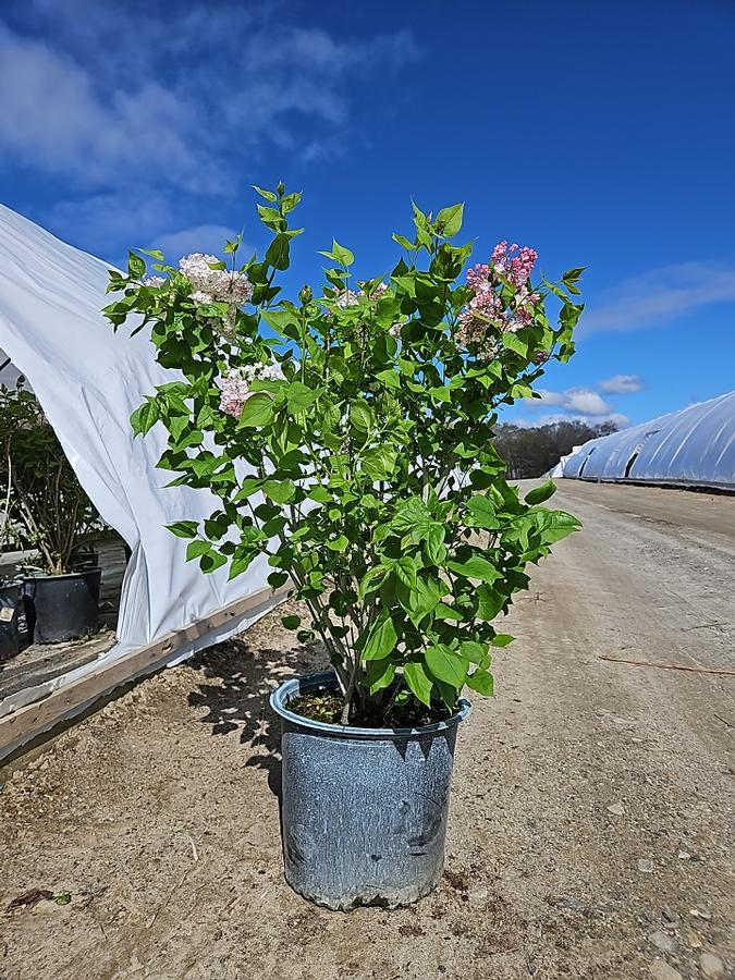 Syringa X hyacinthiflora 'Maidens Blush'