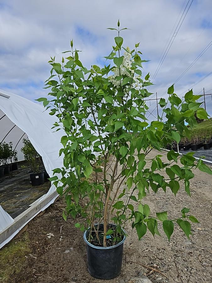 Syringa X hyacinthiflora 'Mount Baker'