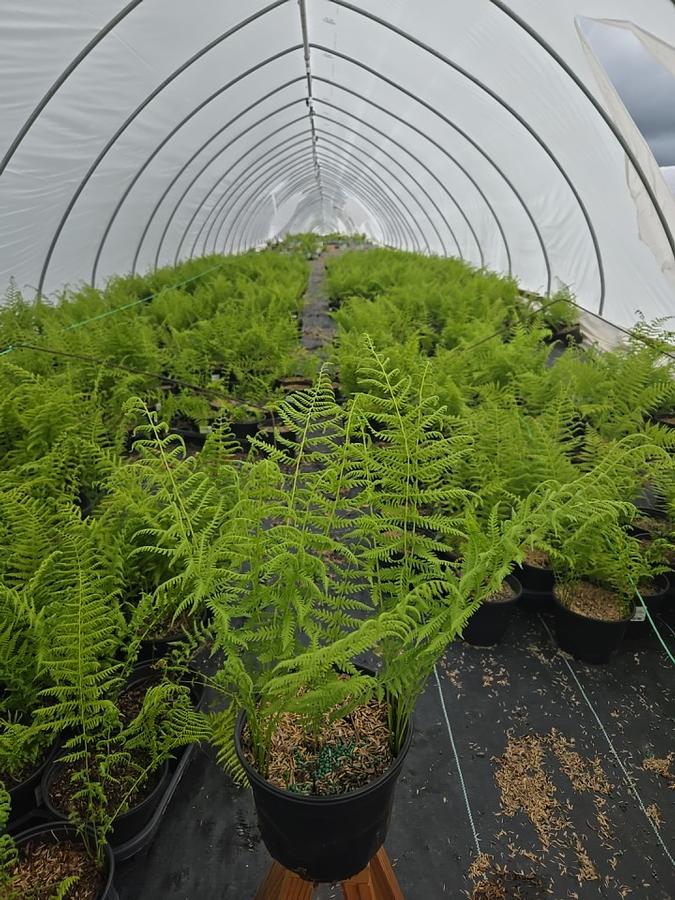 Thelypteris noveboracensis 