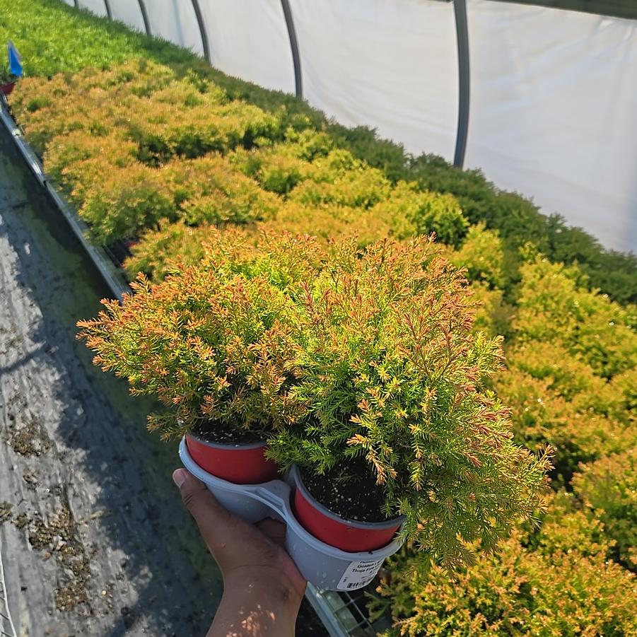 Thuja occidentalis 'Rheingold'