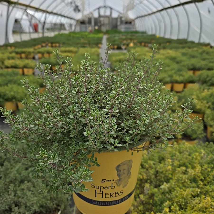 Thymus citriodorus 'Argenteus'