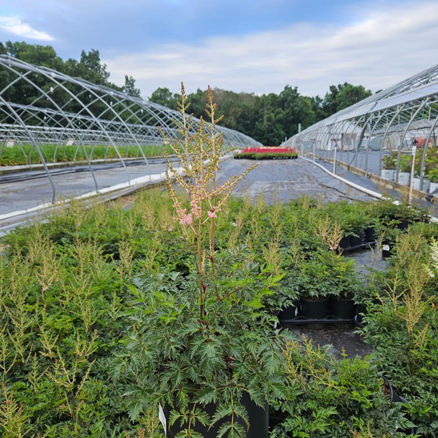 Astilbe simplicifolia 'Hennie Graafland'